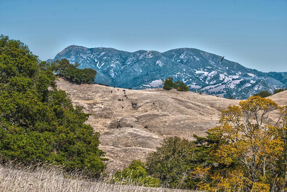 Supporting Nature: Our Commitment to Pepperwood Preserve and Wildlife Conservation