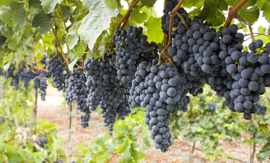 Then & Now: A Decade of Howell Moutain Petite Sirah